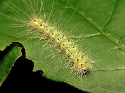 Fall webworms tend to be yellow, green or orange with two rows of black spots on their back with long white hairs covering their body. Photo: Katja Schulz/Flickr