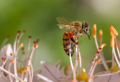 honeybee on honeysuckle