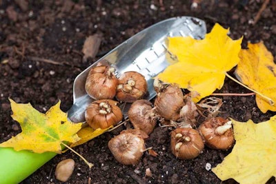Bulbs just before being planted