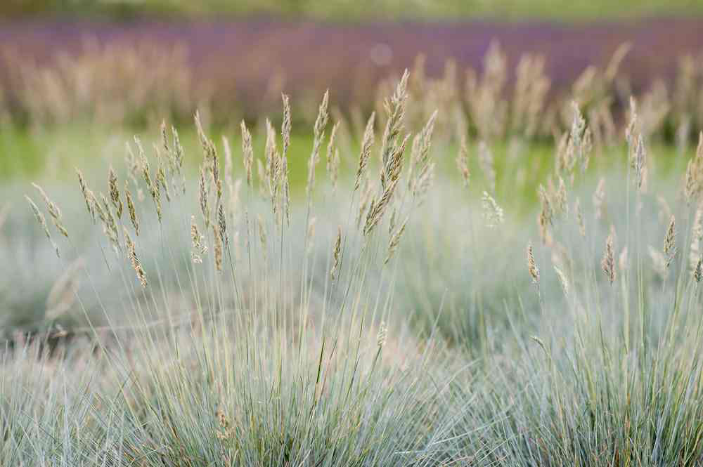 meadow-grasses