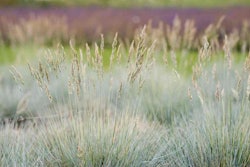 meadow-grasses