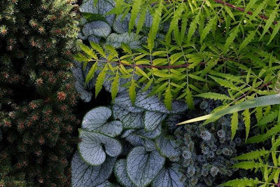 Various kinds of plants