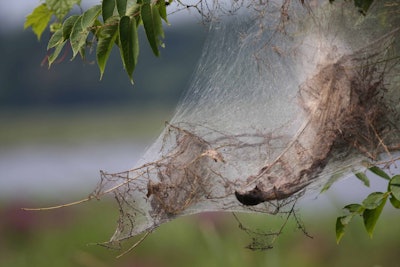 Fall webworm webs can be found on the ends of tree branches. Photo: Tim Lenz/Flickr
