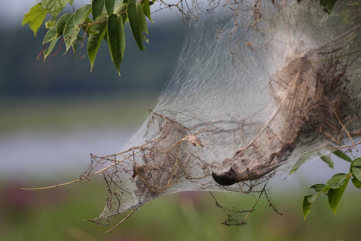 Bagworms Versus Webworms What S The Difference Total Landscape Care Bagworms Versus Webworms What S The Difference Total Landscape Care
