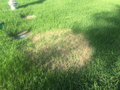 Large patch affects almost all warm-season grasses, including St. Augustine in this picture, with infection in the fall well before symptoms are usually seen in the spring. Photo: Bayer