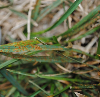 Rust is a fall disease of Kentucky bluegrass or perennial ryegrass, infecting turf that is slow-growing from limited irrigation and/or nitrogen. Photo: Bayer