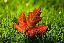 fall-leaf