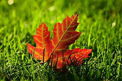 A single leaf sitting in the grass