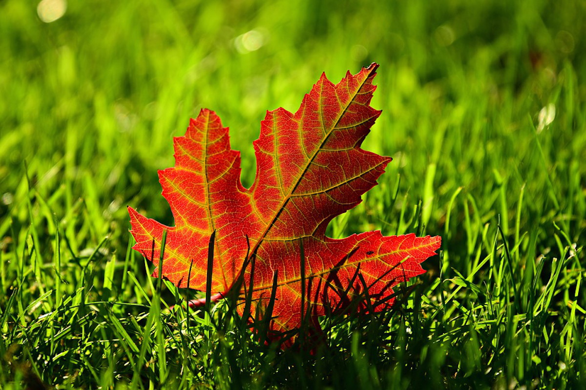 What Causes Early Leaf Drop Total Landscape Care