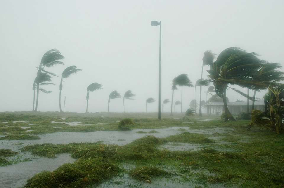 Hurricane-palm-tree-storm