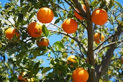 orange-tree