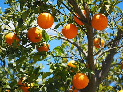 orange-tree