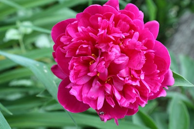 Peony Photo: madaise/Flickr