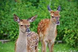two-deer-outside