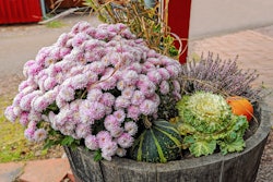 fall-container-plants