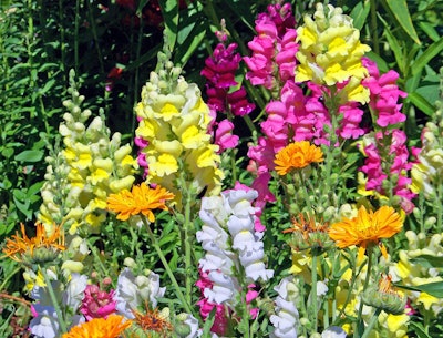Snapdragons Photo: Pixabay