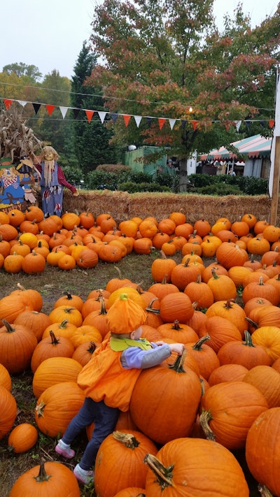 At Burke Nursery, each paid admission receives a small pumpkin and hayride. Photo: Burke Nursery and Garden Centre