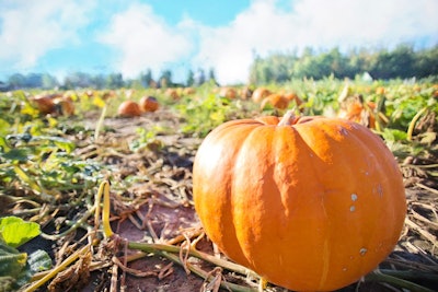pumpkin's in a pumpkin patch