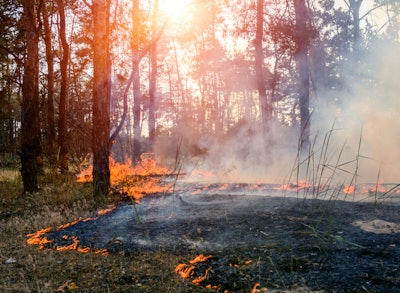 Fire burning in wooded area