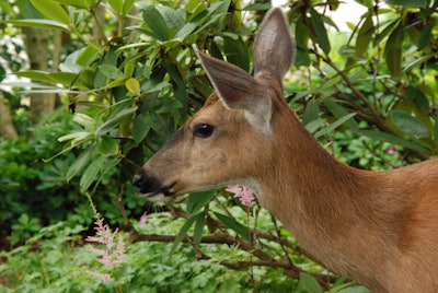 Photo: DeerBusters