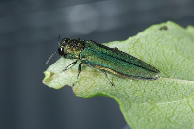 A close-up of the emerald ash borer. Courtesy USDA APHIS, Dr. James Zablotny Photo: Delaware Agriculture/Flickr