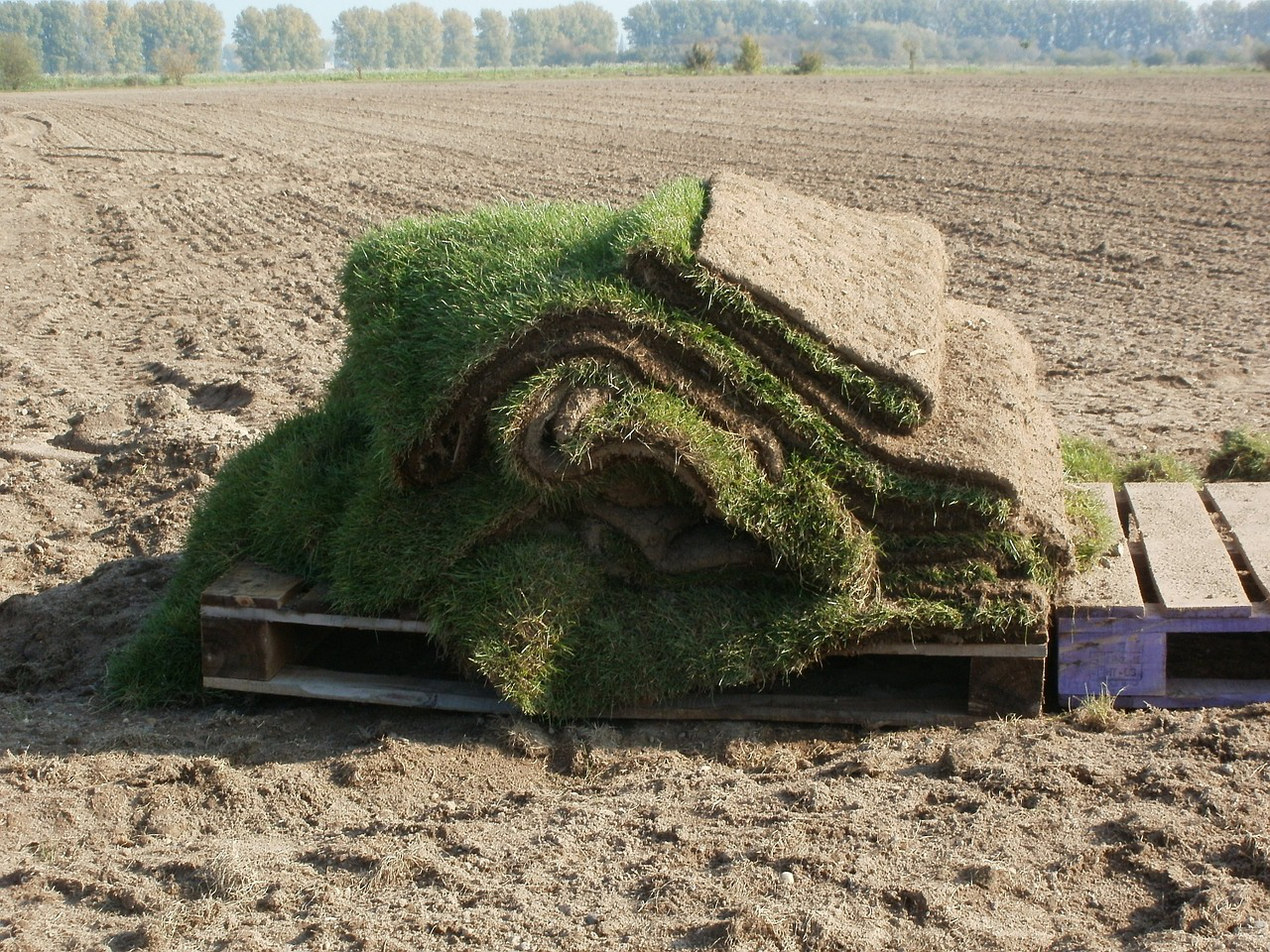 pallet of sod