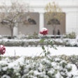 white-house-rose-garden