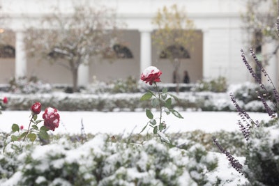 The Rose Garden of the White House covered in snow, Nov. 15, 2018, (Official White House Photo by Shealah Craighead) Photo: The White House/Flickr