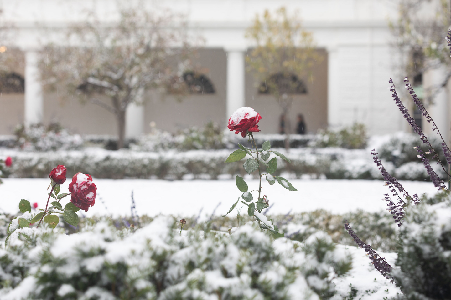White House head gardener has passed away Total Landscape Care
