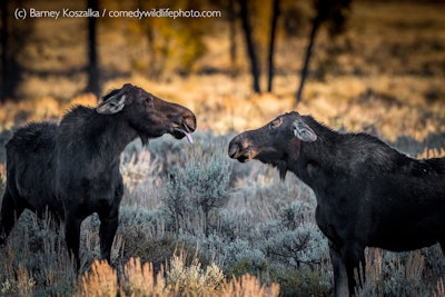 Does this make me look like Miley Cyrus? Photo: Barney Koszalka/The Comedy Wildlife Photography Awards