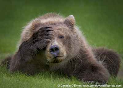 Have you tried turning it off and back on again? Photo: Danielle D’Ermo/The Comedy Wildlife Photography Awards