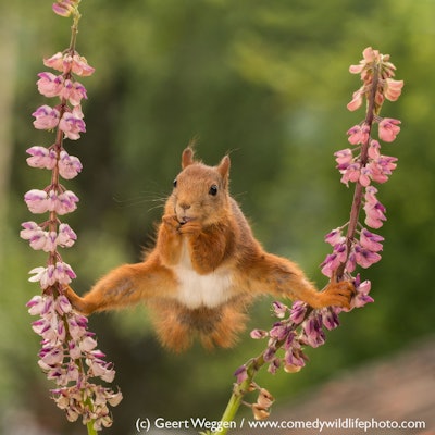 And then what happened?! Photo: Geert Weggen/The Comedy Wildlife Photography Awards
