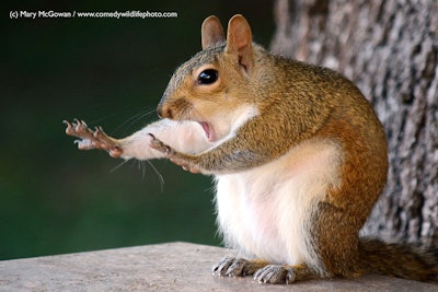STOP…Hammer time! Photo: Mary McGowan/The Comedy Wildlife Photography Awards