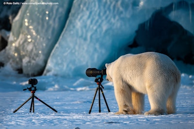 The lighting is just perfect here. Photo: Roie Galitz/The Comedy Wildlife Photography Awards