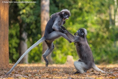 Where’s the coffee?! Photo: Sergey Savvi/The Comedy Wildlife Photography Awards