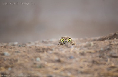 Oh, geez…she doesn’t handle Mondays well. Photo: Shane Keena/The Comedy Wildlife Photography Awards