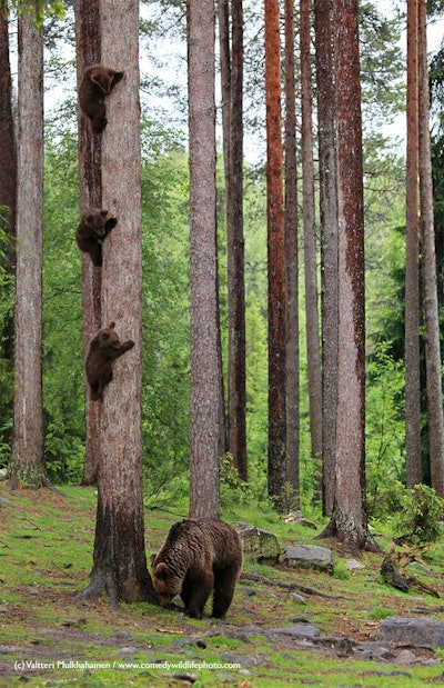 Mom, the floor is lava! Photo: Valtteri Mulkahainen/The Comedy Wildlife Photography Awards