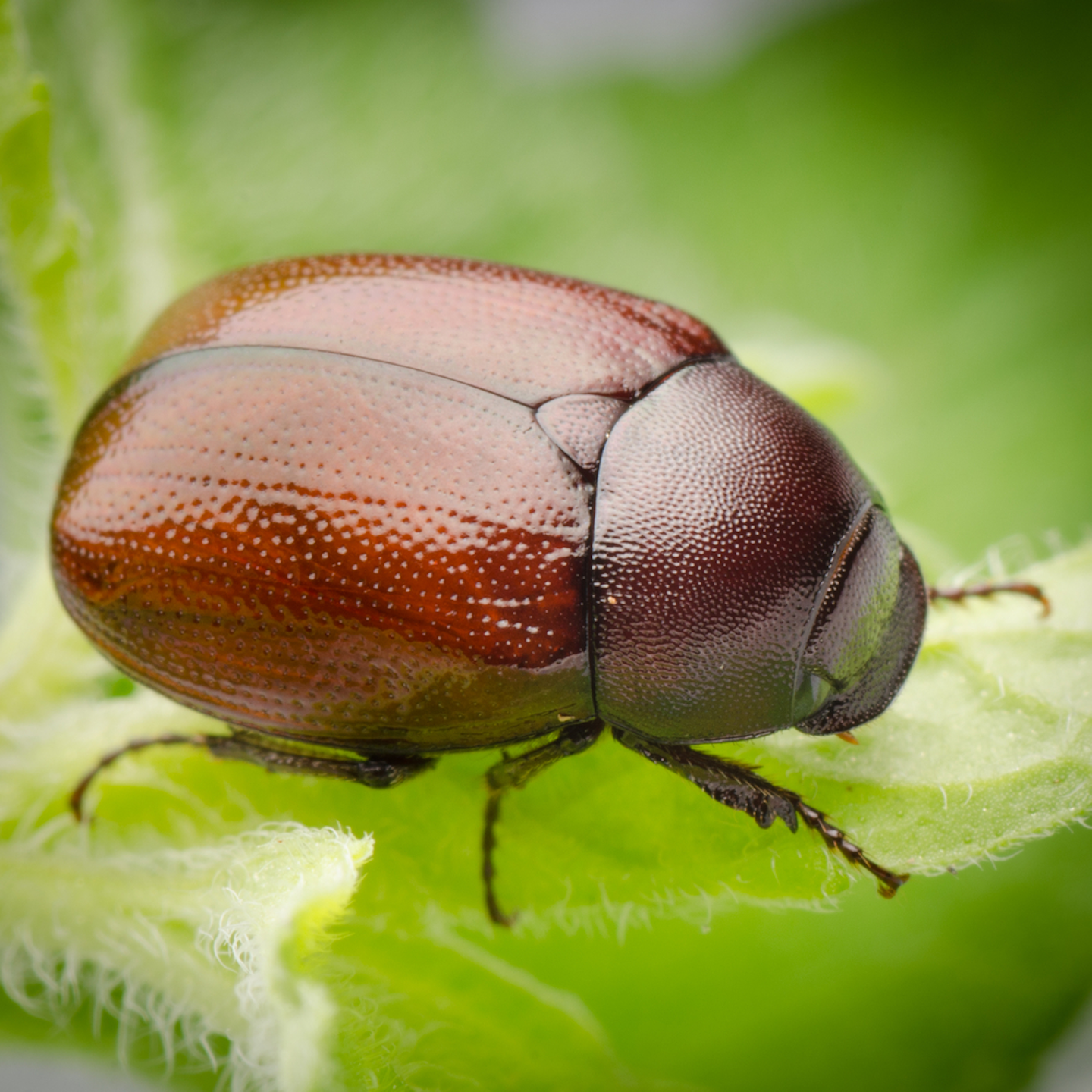 june-bugs-are-here-their-damage-to-your-lawn-is-not-cute-total