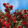 roses-full-bloom-red