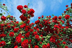 roses-full-bloom-red