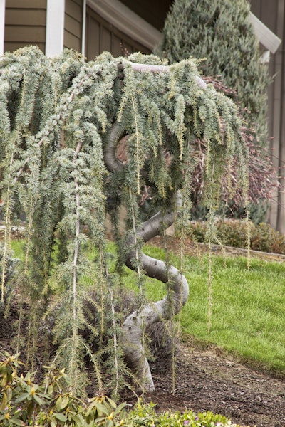 Photo: Courtesy of Monrovia