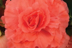 BegTUB_AmeriHybrid_Ruffled_Coral_Salmon_Bloom_24049