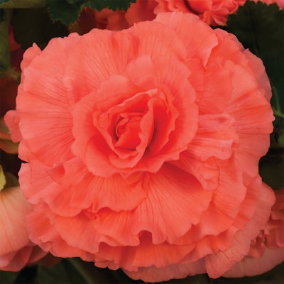 Photo: Ball Horticultural Company