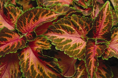Photo: Ball Horticultural Company