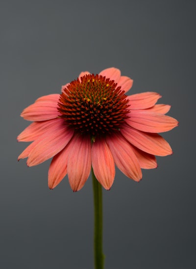 Photo: Ball Horticultural Company