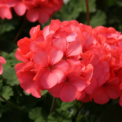 Photo: Ball Horticultural Company