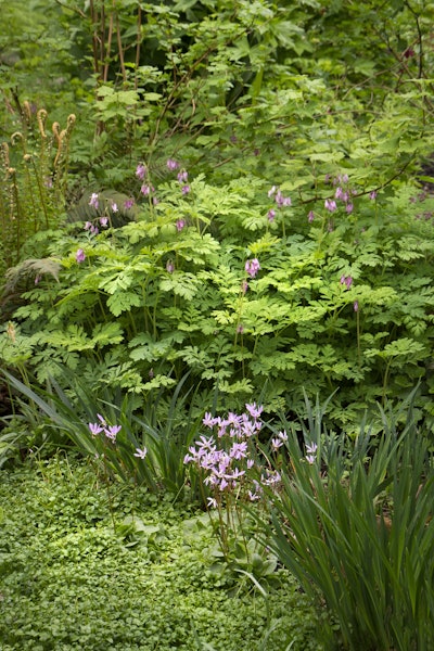 Photo: Courtesy of Monrovia