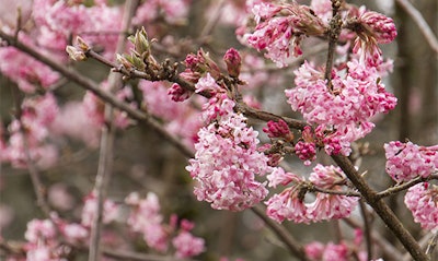 Photo: Courtesy of Monrovia