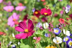 flower-meadow-3598566_960_720