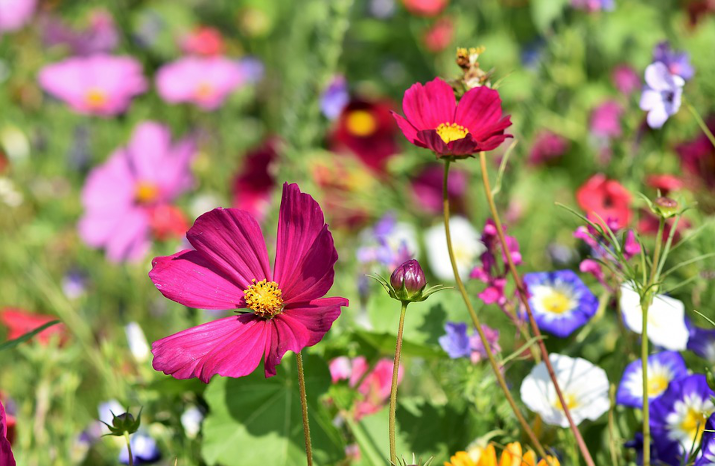 How to establish a wildflower garden from seed | Total ...